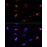 Immunofluorescence - Anti-Sumo 3 Antibody (A88602) - Antibodies.com