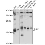 Western Blot - Anti-IL-31 Antibody (A88605) - Antibodies.com