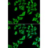 Immunofluorescence - Anti-AGA Antibody (A13942) - Antibodies.com