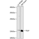 Western Blot - Anti-TSLP Antibody (A88607) - Antibodies.com