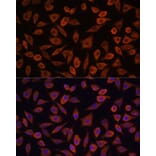 Immunofluorescence - Anti-TSLP Antibody (A88607) - Antibodies.com