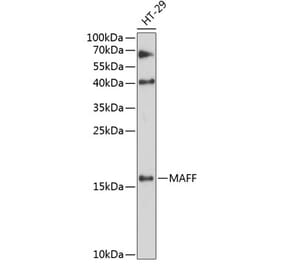 Western Blot - Anti-MAFF Antibody (A88609) - Antibodies.com