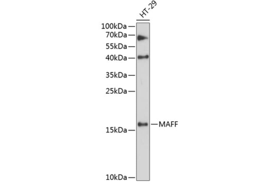 Western Blot - Anti-MAFF Antibody (A88609) - Antibodies.com