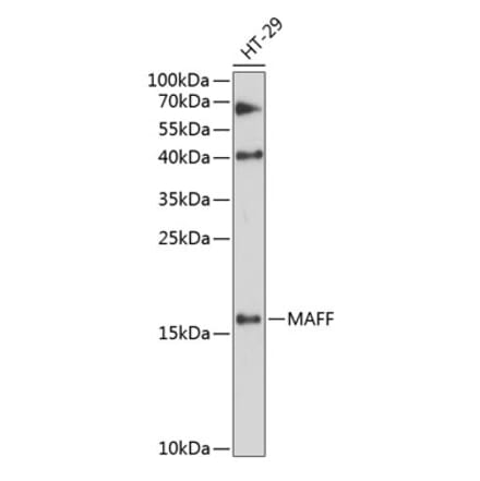 Western Blot - Anti-MAFF Antibody (A88609) - Antibodies.com