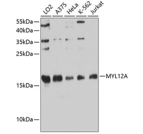 Western Blot - Anti-MYL12A Antibody (A88610) - Antibodies.com