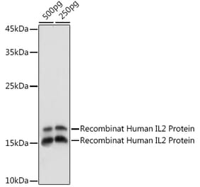 Western Blot - Anti-IL-2 Antibody (A88612) - Antibodies.com