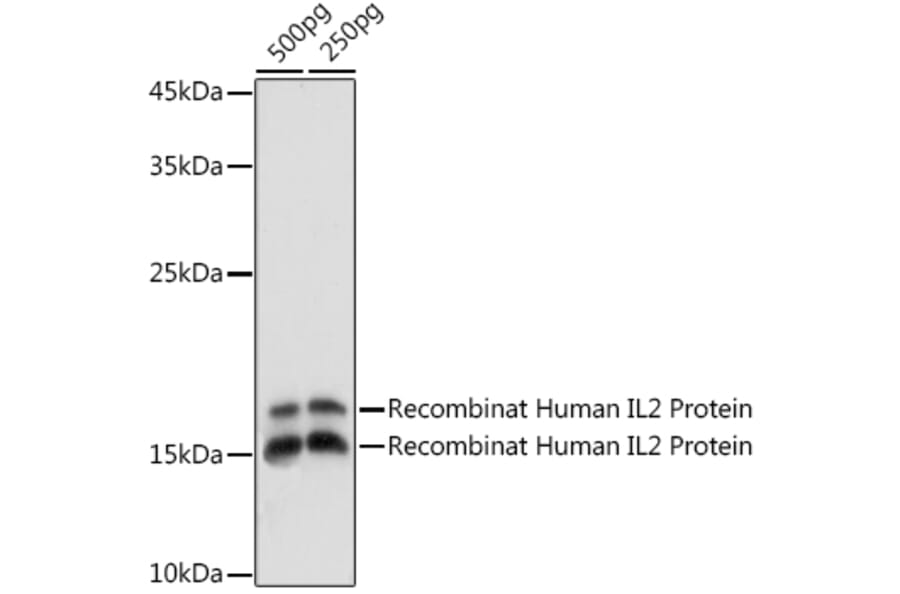 Western Blot - Anti-IL-2 Antibody (A88612) - Antibodies.com