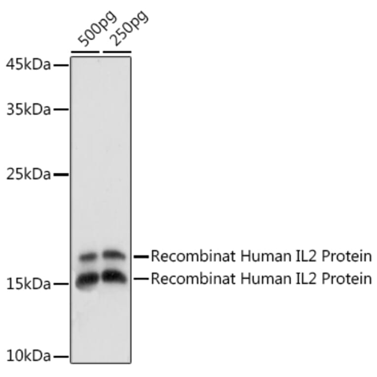 Western Blot - Anti-IL-2 Antibody (A88612) - Antibodies.com