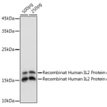 Western Blot - Anti-IL-2 Antibody (A88612) - Antibodies.com