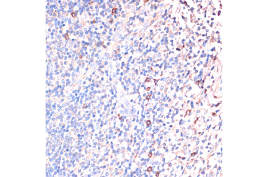 Immunohistochemistry - Anti-IL-2 Antibody (A88612) - Antibodies.com