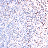 Immunohistochemistry - Anti-IL-2 Antibody (A88612) - Antibodies.com