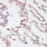 Immunohistochemistry - Anti-IL-2 Antibody (A88612) - Antibodies.com