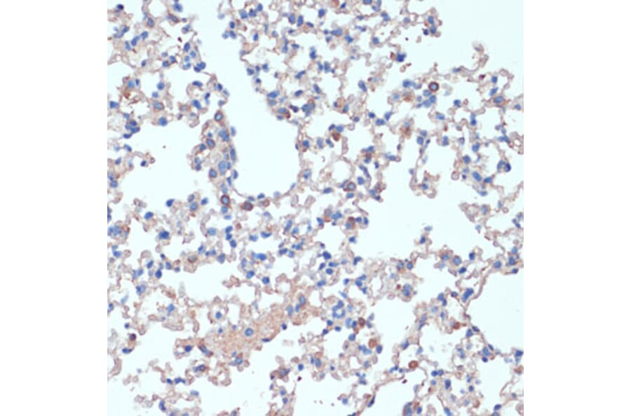 Immunohistochemistry - Anti-IL-2 Antibody (A88612) - Antibodies.com