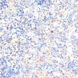 Immunohistochemistry - Anti-IL-2 Antibody (A88612) - Antibodies.com