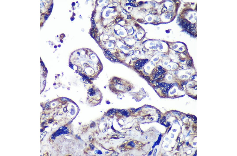 Immunohistochemistry - Anti-PASK Antibody (A88618) - Antibodies.com