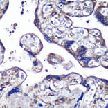 Immunohistochemistry - Anti-PASK Antibody (A88618) - Antibodies.com