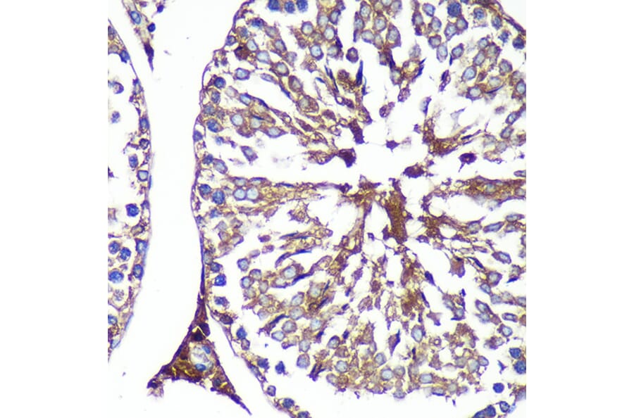 Immunohistochemistry - Anti-PASK Antibody (A88618) - Antibodies.com