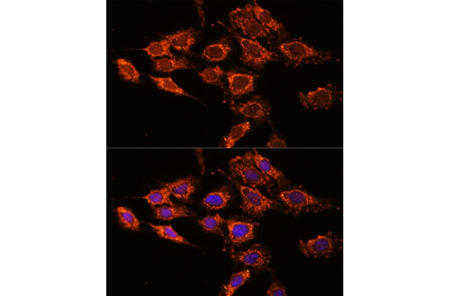 Immunofluorescence - Anti-PASK Antibody (A88618) - Antibodies.com