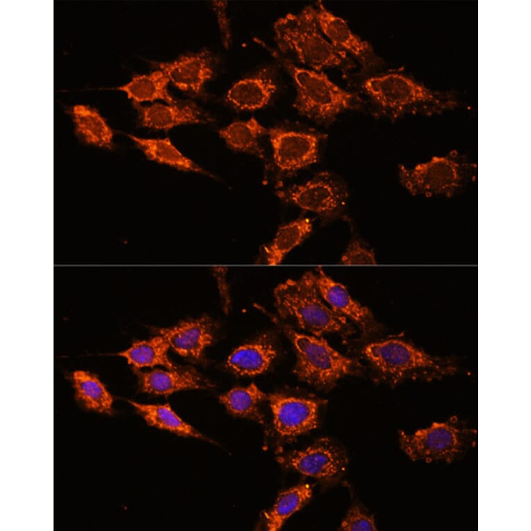 Immunofluorescence - Anti-PASK Antibody (A88618) - Antibodies.com