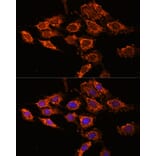 Immunofluorescence - Anti-PASK Antibody (A88618) - Antibodies.com