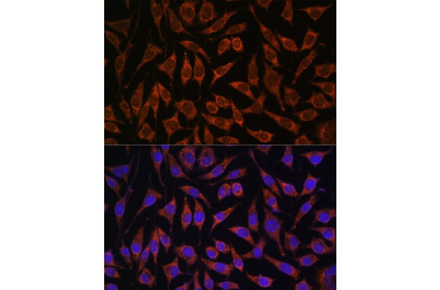 Immunofluorescence - Anti-PASK Antibody (A88618) - Antibodies.com