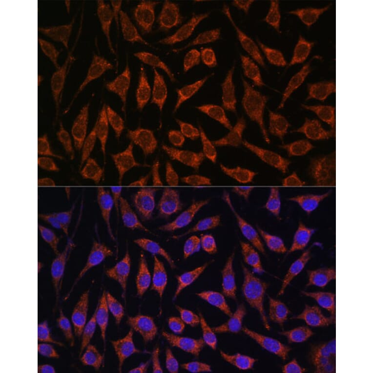 Immunofluorescence - Anti-PASK Antibody (A88618) - Antibodies.com