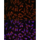 Immunofluorescence - Anti-PASK Antibody (A88618) - Antibodies.com