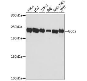 Western Blot - Anti-GCC185 Antibody (A88622) - Antibodies.com