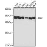Western Blot - Anti-GCC185 Antibody (A88622) - Antibodies.com
