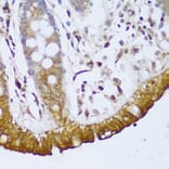 Immunohistochemistry - Anti-GCC185 Antibody (A88622) - Antibodies.com