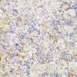 Immunohistochemistry - Anti-GCC185 Antibody (A88622) - Antibodies.com
