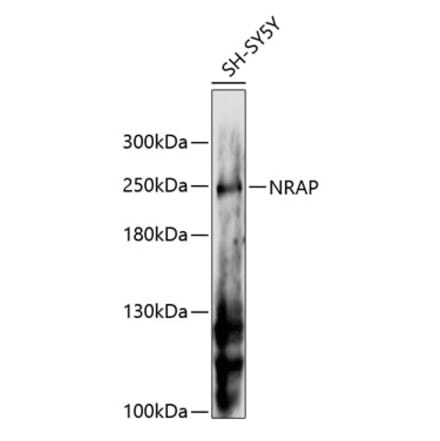 Western Blot - Anti-NRAP Antibody (A88623) - Antibodies.com