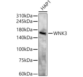 Western Blot - Anti-WNK3 Antibody (A88624) - Antibodies.com