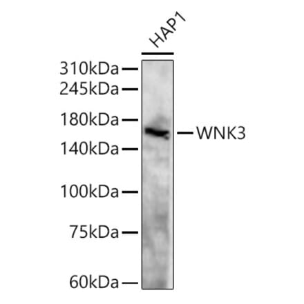 Western Blot - Anti-WNK3 Antibody (A88624) - Antibodies.com