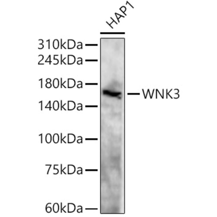 Western Blot - Anti-WNK3 Antibody (A88624) - Antibodies.com