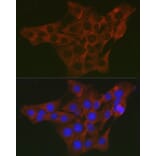Immunofluorescence - Anti-WNK3 Antibody (A88624) - Antibodies.com