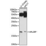 Western Blot - Anti-ARL2BP Antibody (A88626) - Antibodies.com