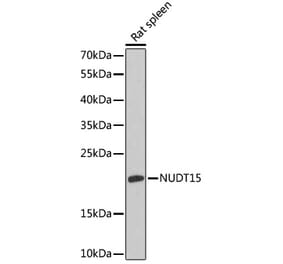 Western Blot - Anti-NUDT15 Antibody (A88632) - Antibodies.com