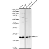 Western Blot - Anti-RPS10 Antibody (A88633) - Antibodies.com