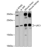 Western Blot - Anti-UFC1 Antibody (A88634) - Antibodies.com