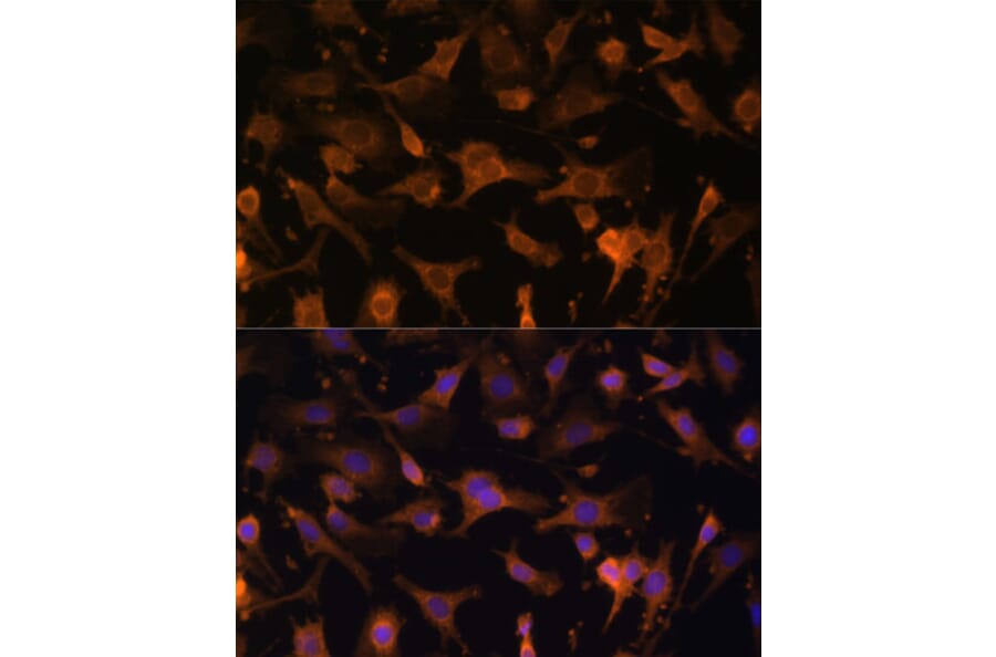 Immunofluorescence - Anti-UFC1 Antibody (A88634) - Antibodies.com
