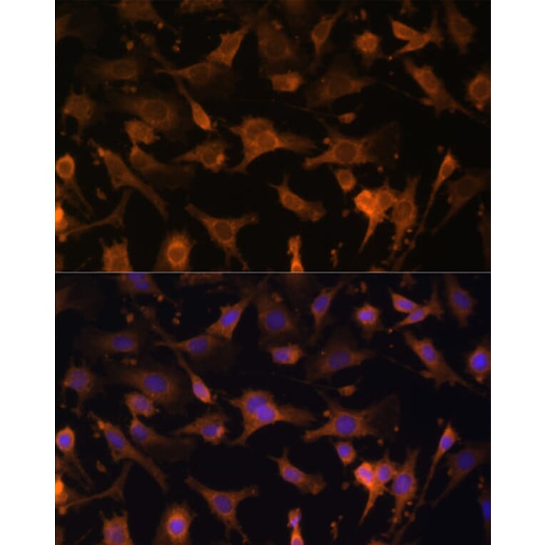 Immunofluorescence - Anti-UFC1 Antibody (A88634) - Antibodies.com