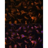 Immunofluorescence - Anti-UFC1 Antibody (A88634) - Antibodies.com