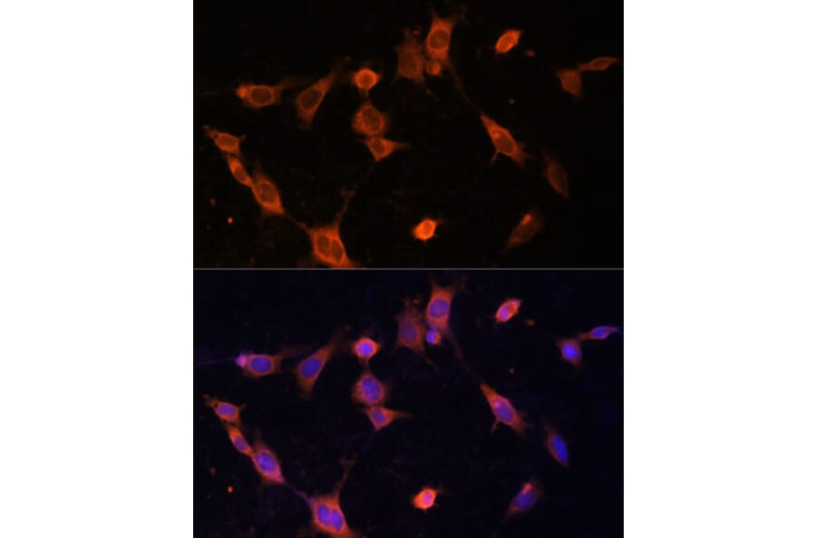 Immunofluorescence - Anti-UFC1 Antibody (A88634) - Antibodies.com