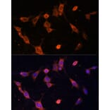 Immunofluorescence - Anti-UFC1 Antibody (A88634) - Antibodies.com