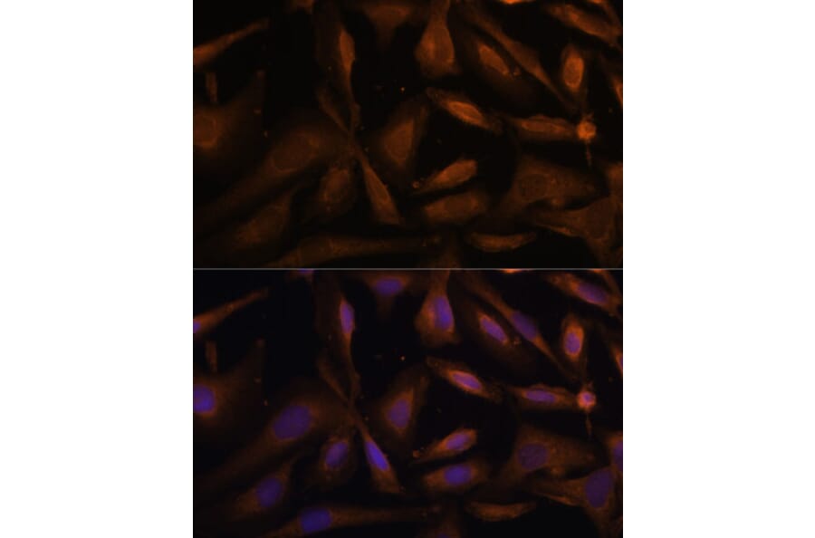 Immunofluorescence - Anti-UFC1 Antibody (A88634) - Antibodies.com