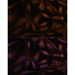 Immunofluorescence - Anti-UFC1 Antibody (A88634) - Antibodies.com