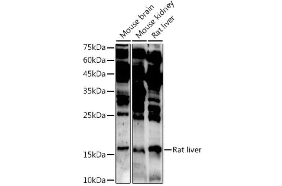 Western Blot - Anti-ASCL4 Antibody (A88635) - Antibodies.com