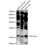 Western Blot - Anti-ASCL4 Antibody (A88635) - Antibodies.com