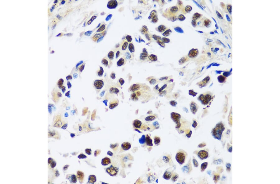 Immunohistochemistry - Anti-ASCL4 Antibody (A88635) - Antibodies.com